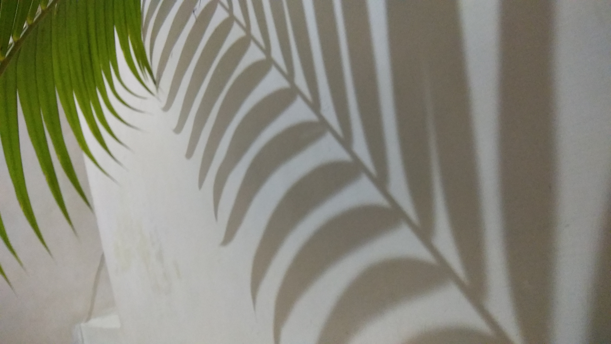 Home plant shadow