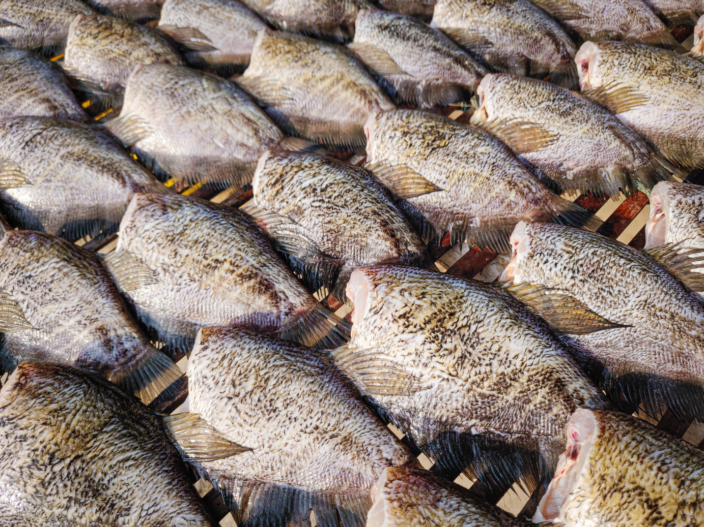 Dried Snakeskin gourami fish / Dried snakeskin gourami.