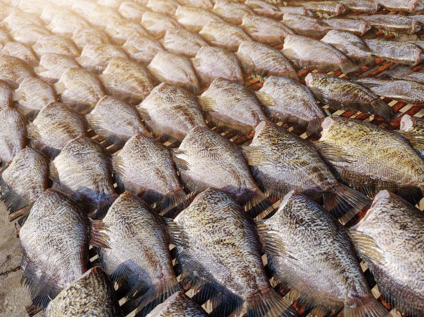 Dried Snakeskin gourami fish / Dried snakeskin gourami.